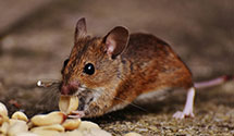 24 Hour & Emergency Exterminators in Farmersville, AL